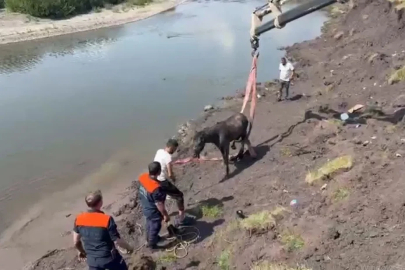 Kura Nehri’nde bataklığa saplanan at vinç yardımıyla kurtarıldı
