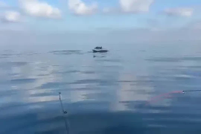 Yeniköy açıklarında yunuslar balıkçılara şov yaptı
