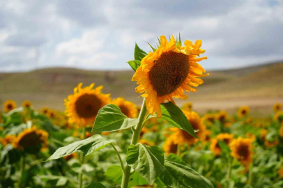 Erzincan’da ayçiçeği tarlaları sarının tonlarıyla göz kamaştırıyor

