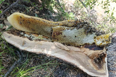 Elazığ’da ağaç kovuğundan kilo kilo bal çıktı
