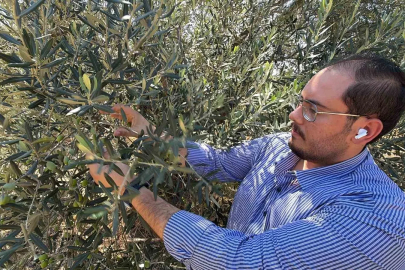 Zeytin hasadı bu yıl 20 gün erken başlayabilir
