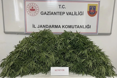 Gaziantep’te 116 kök kenevir ele geçirildi: 9 gözaltı
