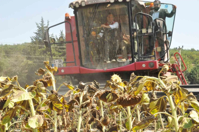 Tarım ve Orman Bakan Yardımcısı Gizligider Edirne’de ayçiçeği hasadına katıldı
