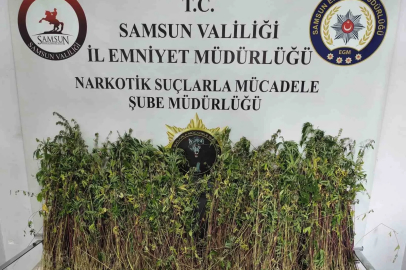 Bafra’da bin 655 kök kenevir ele geçirildi
