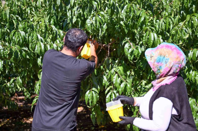 Mersin’de Akdeniz Meyve Sineğine karşı 80 bin feromon tuzak desteği
