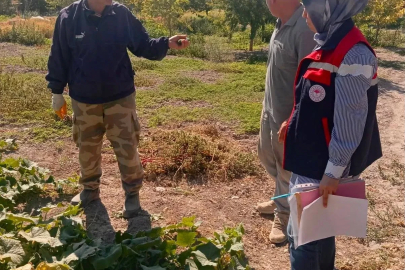 Turşuluk salatalık üretim alanlarında tarım ilacı kontrolleri sürüyor
