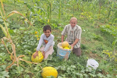 Türkeli’de küçük üretim, büyük ürün verdi
