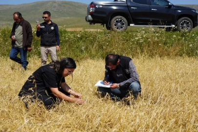 Aşırı yağış ve dolu nedeniyle zarar gören arazilerde hasar tespiti yapıldı
