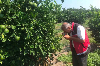 Erzin’de narenciye bahçelerinde hastalık denetimi yapıldı
