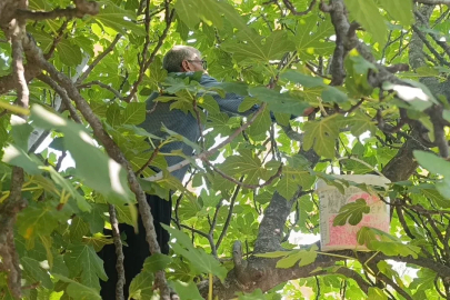 Kozan’da incir hasadı başladı
