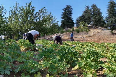 Deprem sonrası hayatını yeniden inşa etti, köyüne döndü: Şimdi kabak yetiştiriyor
