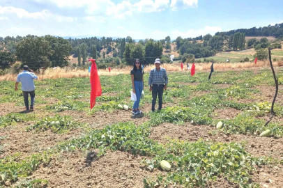 Emet Göncek köyünde organik kavun üretim alanları denetlendi
