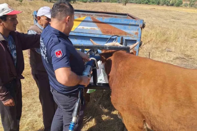 Bolu’da ineğin kafası tarım aletine sıkıştı
