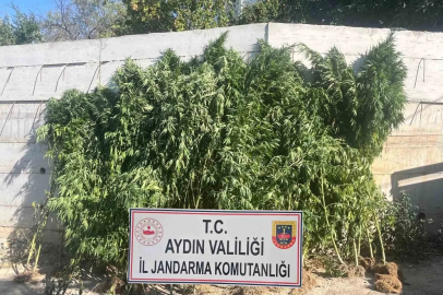 Efeler’de ikamette 250 kök kenevir ele geçirildi
