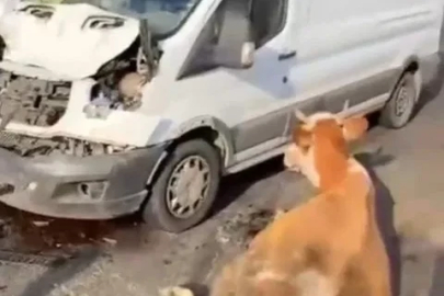 Minibüsün çarptığı inekler son anda kesildi
