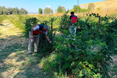 Dumlupınar Selkisaray Köyü’nde böğürtlen üretim alanı kontrol edildi
