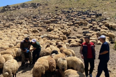 Şırnak’ta veteriner hekimlerden yaylalarda sağlık taraması ve eğitim seferberliği
