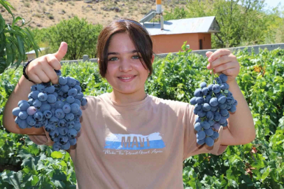 Cimin Üzümü’nde hasat heyecanı başladı
