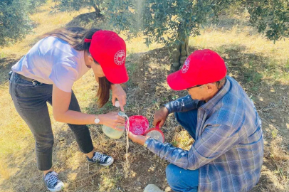 Salihli’de ‘zeytin sineği’ uyarısı
