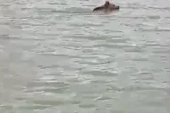 Kars’ta boz ayı çöplükten çıktı, barajda yüzdü
