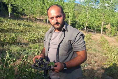 Hisarcık’ta aronya hasadı başladı
