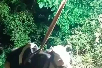 İskenderun’da uçurumdan düşen inek iş makinesiyle kurtarıldı
