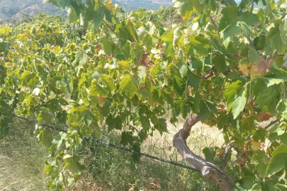 Emek hırsızları bağdan 2 ton üzüm çaldı
