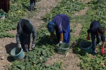 Turşu ustalarının son hazırlığı: Çubuk’ta festival heyecanı başladı
