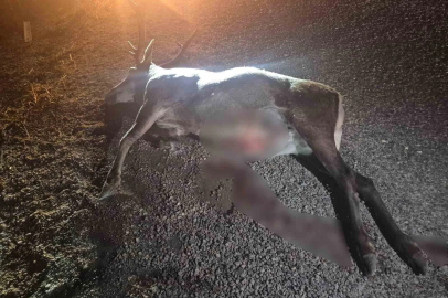Bilecik’te otomobilin çarptığı geyik telef oldu
