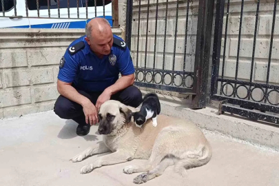 Köpeği annesi sanan kedi
