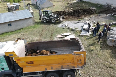 Erzincan’da ayı dehşeti: Ağıla ayı girdi,  144 küçükbaş hayvan telef oldu
