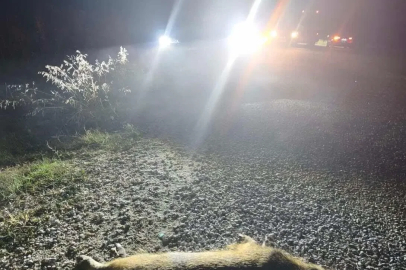 Bilecik’te otomobilin çarptığı domuzlar telef oldu
