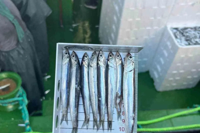 Gırgır teknelerinde balık boyu denetimi
