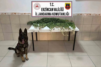 Erzincan’da uyuşturucu operasyonunda 227 kök kenevir ele geçirildi
