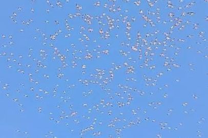 Tekirdağ’da göç eden ak pelikanlar görüntülendi
