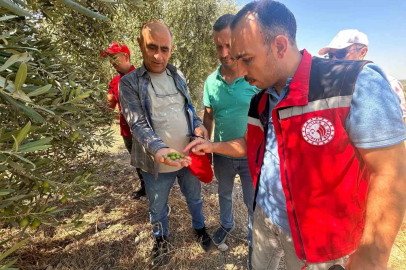 Manisa’da 2026 zeytin ve zeytinyağı rekoltesi sahada belirlenecek
