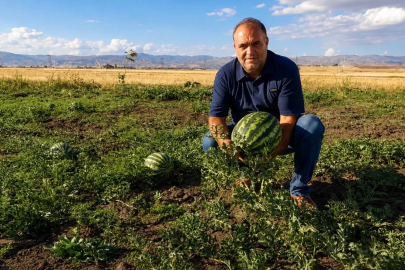 Ağrı’nın verimli tarlalarında yetişen kavun ve karpuzlar tezgâhlara hazırlanıyor
