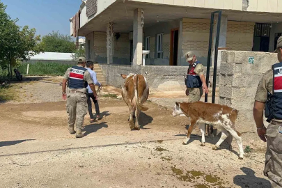 Şanlıurfa’da büyükbaş hayvan dolandırıcılığında 1 gözaltı
