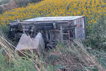 Kamyonet ayçiçeği tarlasına uçtu
