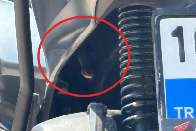 Bursa’da motosikletten çıkan yılan şoke etti
