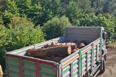 İskenderun’da kaçak ağaç kesimi yapanlara işlem yapıldı
