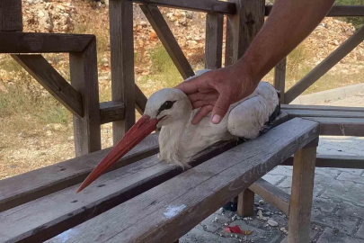 Bitkin düşen leyleğe mahallenin gençleri sahip çıktı
