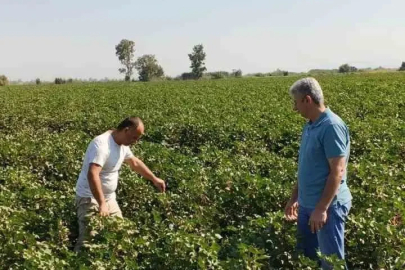 Didim’de pamuk tarlalarında zararlı denetimi
