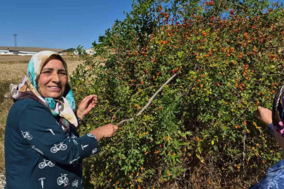 Dikenli dalların arasından zahmetle toplanıyor, çayı ise kış hastalıklarına şifa oluyor
