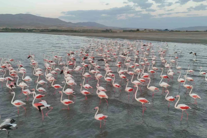 Gecikmeli gelen flamingolar Erçek Gölü’nü renklendirdi
