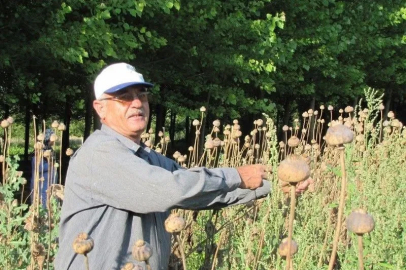 Üreticilerden haşhaş tohumu alım yapılacak
