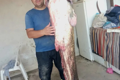 Meriç Nehri’nde 2 metre 45 santimetrelik dev yayın balığı
