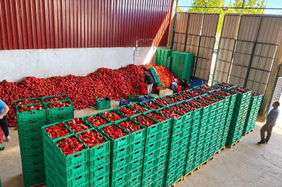 Kapya biber de bolluk fiyatları düşürdü
