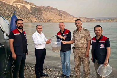 Mardin Ilısu Barajına 1 milyon şabut balığı bırakıldı

