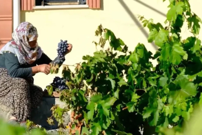 75 yıllık ömür, nasırlı eller ve Cimin üzümü
